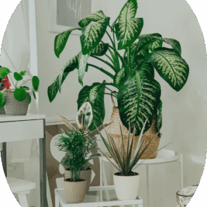 Parlor Palm